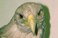 White-Tailed Sea Eagle