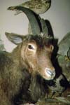 Feral Goat