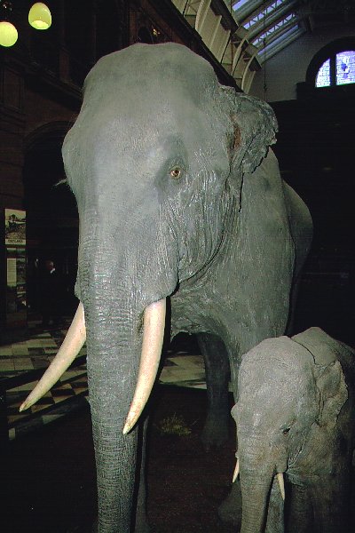 Indian Elephants