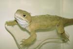 Tuatara Lizard, New Zealand