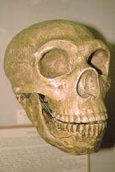 Cast of skull of Neanderthal Man