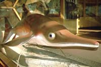 Ichthyosaur